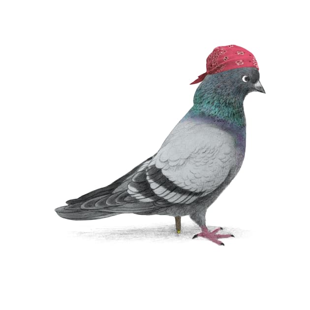 Pirate Pigeon by Terry Fan