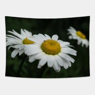 Daisies in bloom Tapestry