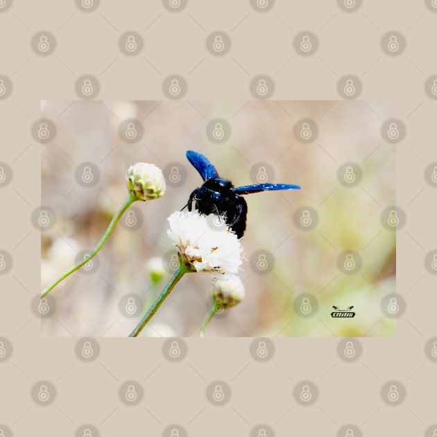 Blue Bee / Swiss Artwork Photography by RaphaelWolf