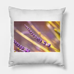 Lavender close-up Pillow