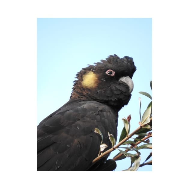 Yellow-tailed Black Cockatoo by kirstybush