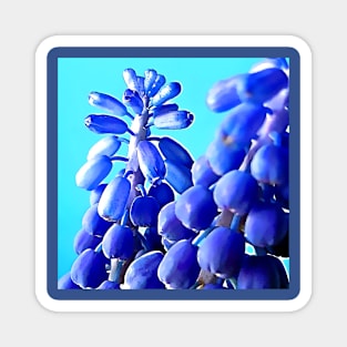 Muscari Grape Hyacinth Magnet