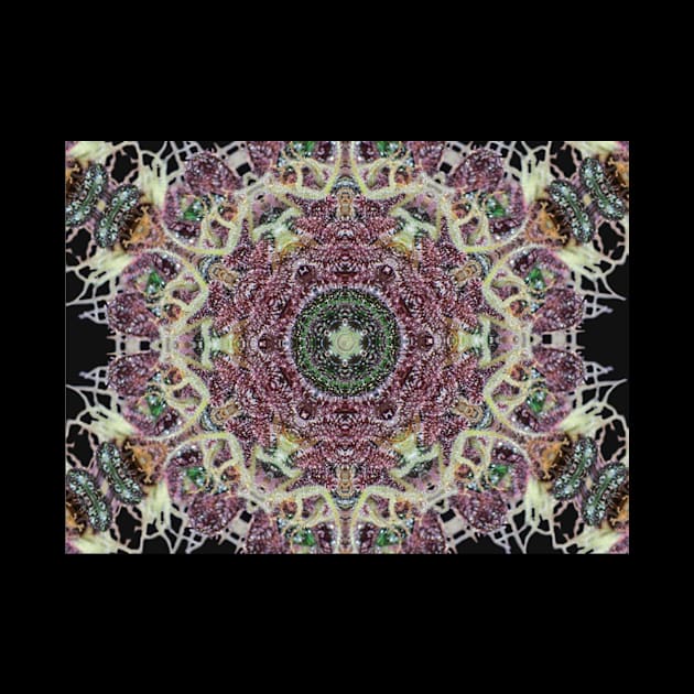 Herbal Mandala by dmorissette