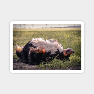 Bernese Mountain dog gift Magnet