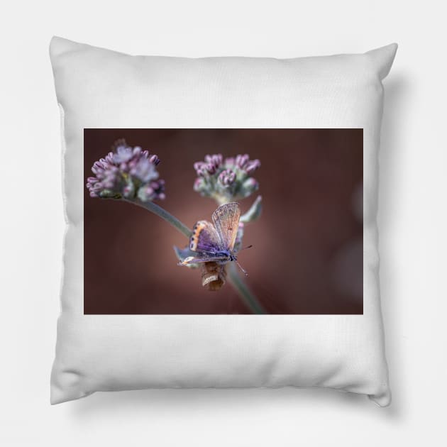 Butterfly on flowers Pillow by blossomcophoto