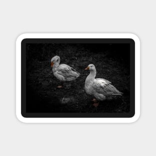 Community Farm Geese Magnet