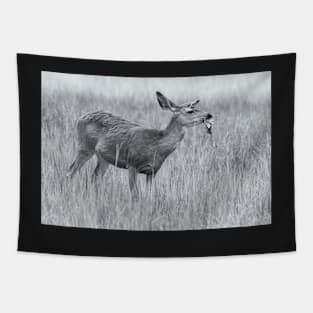 Mule Deer in bw Tapestry