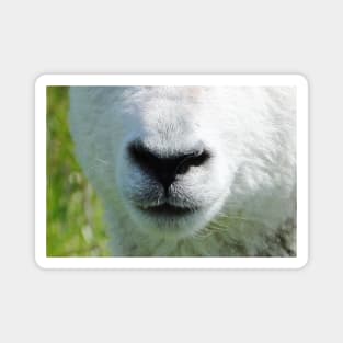 Lamb Snout 2 Magnet