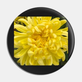 The WOW of the Yellow Dahlia Pin