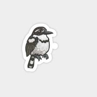 Pied Puffbird Magnet