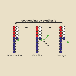 sequencing by synthesis T-Shirt