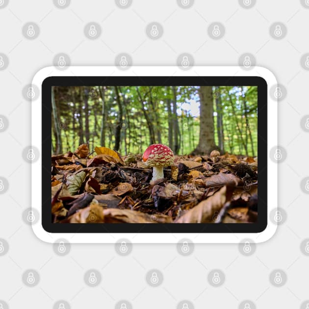 Fly agaric or fly amanita (Amanita muscaria) mushroom Magnet by mbangert