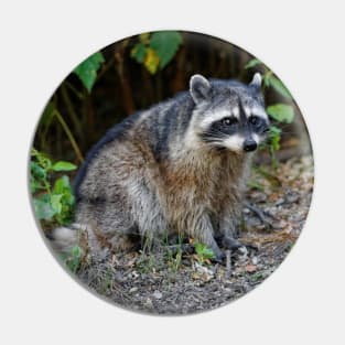 Diurnal Raccoon Poses on the Gravel Pin