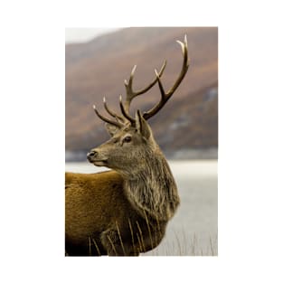 Red Deer Stag T-Shirt