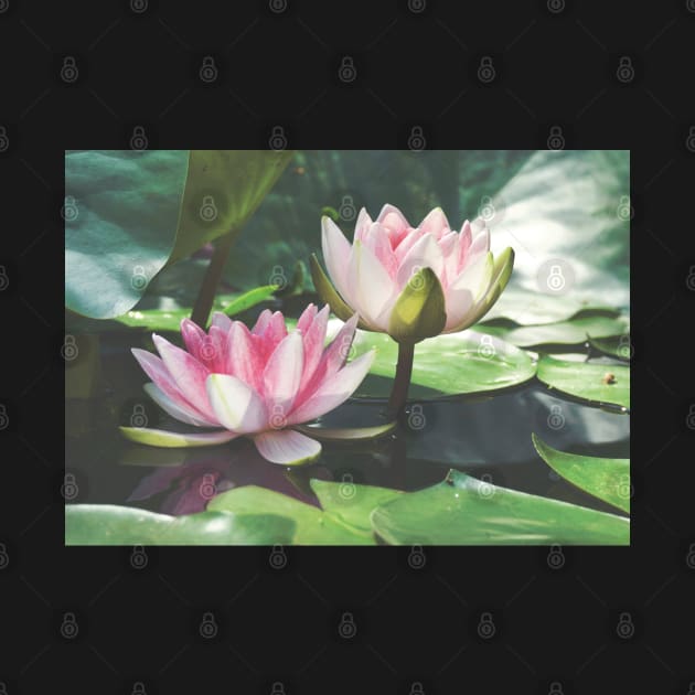 Meditation Wall Art Print - Water Lily Meditation - canvas, Photo print, artboard print, poster Canvas Print by DigillusionStudio