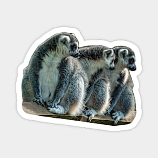 The 3 Amigos Magnet