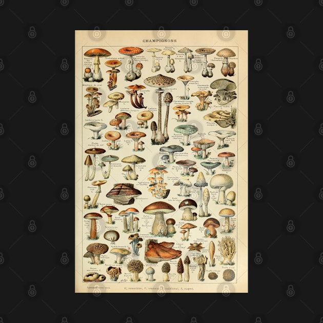 Mushrooms Vintage Botanical Illustration by codeclothes