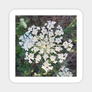 Wild Carrot Flower Magnet