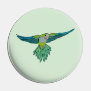 Flying quaker parrot with downy feathers Pin