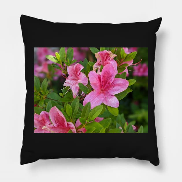 Cluster of Pink Flowers 2 Pillow by AustaArt