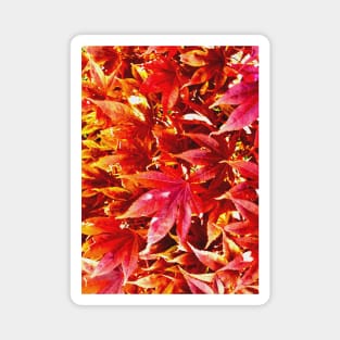 Natural Maple Leaves Print Magnet