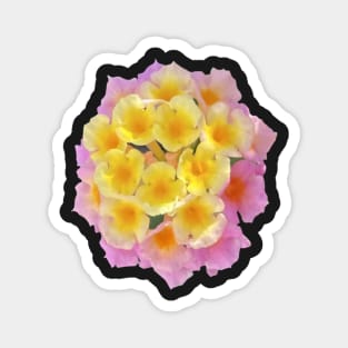Yellow and Pink Lantana Camara Flower Magnet