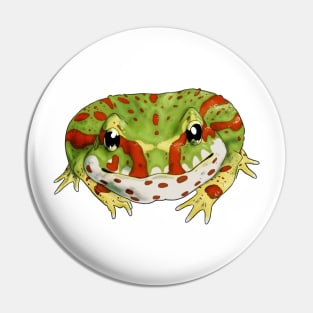 Ceratophrys cranwelli - Pacman frog Pin