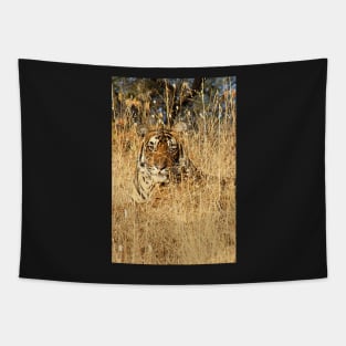 Sub-Adult Male Bengal Tiger Tapestry