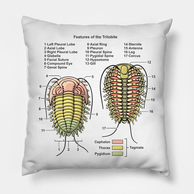 Trilobite Morphology Diagram Pillow by taylorcustom