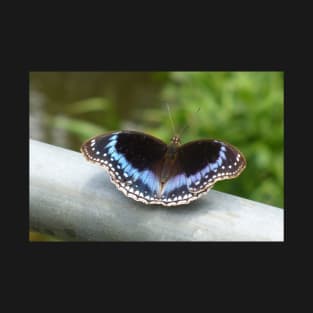 Stunning Blue Butterfly T-Shirt