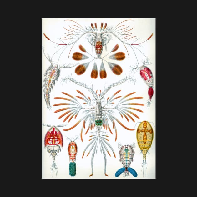 Copepoda by Ernst Haeckel by MasterpieceCafe