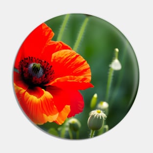 Close Up in a Field of Red Poppies (MD23Mrl008) Pin