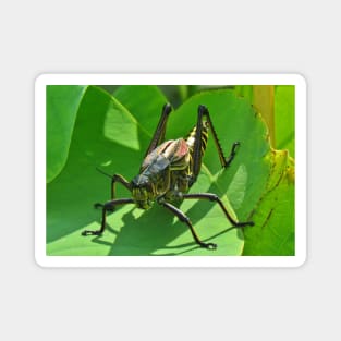 Lubber Grasshopper Magnet