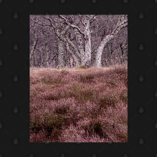 Looking up at the Silver Birches by Avalinart