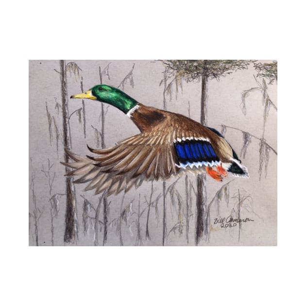 Mallard Duck by Bill Cameron Fine Art