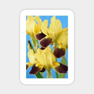 Bearded iris Magnet