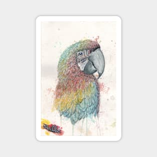 rainbow parrot Magnet