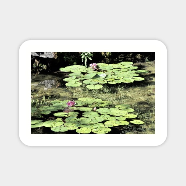 Floating Lily Pads Magnet by KirtTisdale