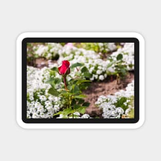 Red rose on blurry background Magnet