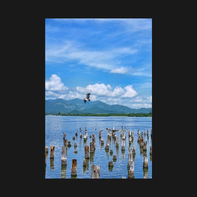 Pelican View, Santiago de Cuba. by bulljup