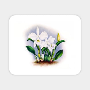 White lilies Magnet