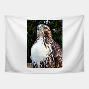 Adult Red Tailed Hawk Tapestry