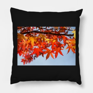 Maple (Acer ), red autumn leaves on a tree, Germany Pillow