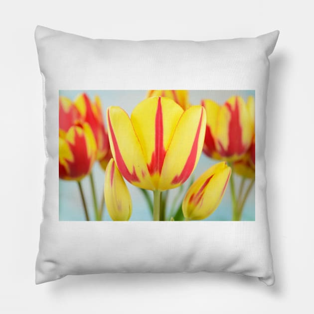 Tulipa  &#39;Colour Spectacle&#39;   Single Late Multi-flowered tulip Pillow by chrisburrows