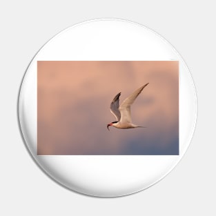 Common Tern with fish Pin