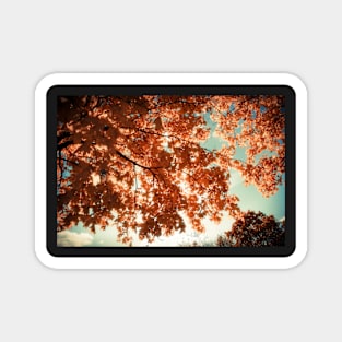 Autumn Forest Magnet