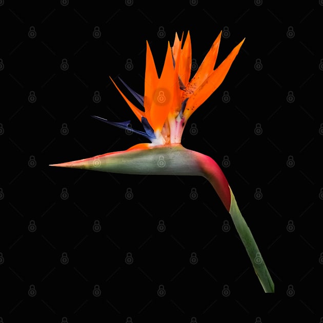 Bird of Paradise Cutout by Thomas G. Bugarin