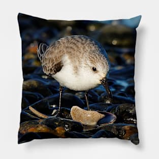 Cute Sanderling Dines on Tasty Clam Pillow