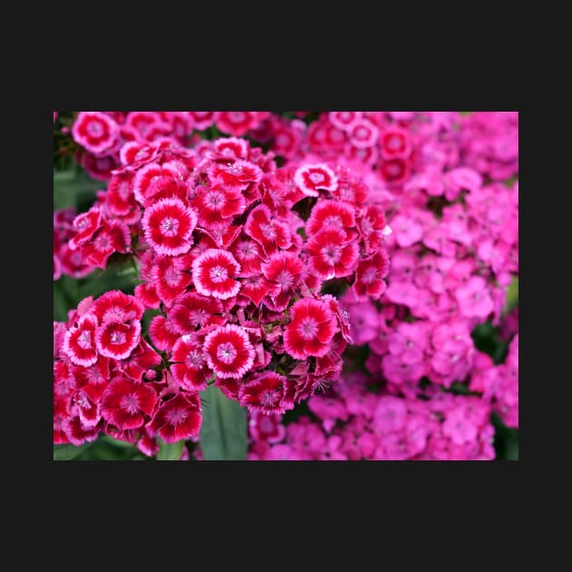 Sweet William pink flower Auricula-Eyed Mixed by fantastic-designs