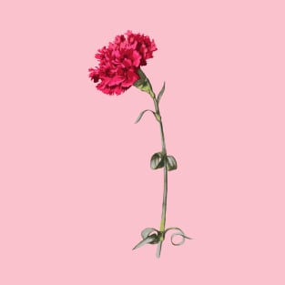 Single Stem Red Carnation Isolated T-Shirt